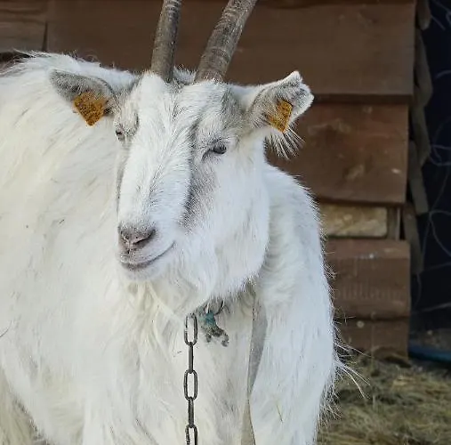 Konesera Holiday home